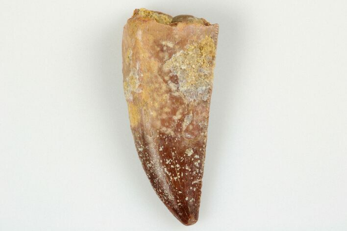 Serrated, Raptor Tooth - Real Dinosaur Tooth #193090